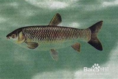 防治感冒的偏方1