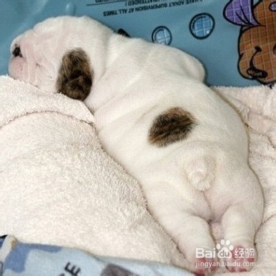 宠物狗皮屑清洁方法