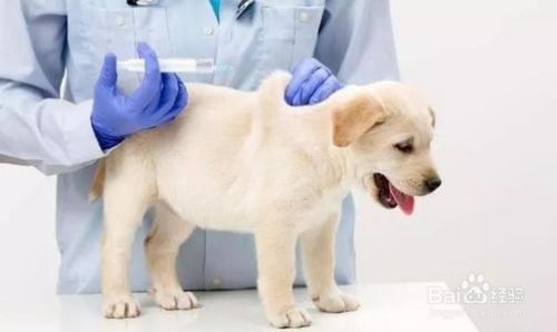 如何防止狗狗腹泻？