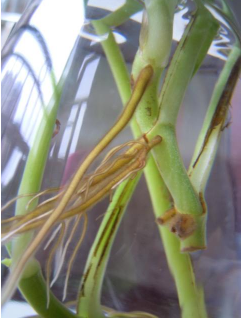 绿萝根烂了发黑怎么办