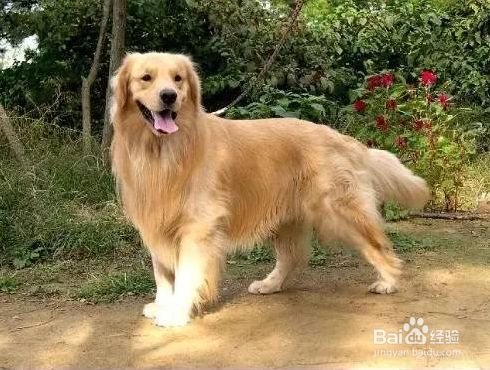 狗狗掉毛怎么办 百度经验