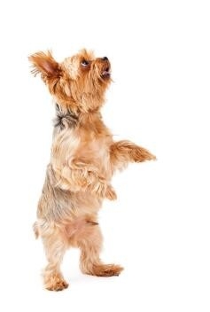 狗狗耳螨小妙招