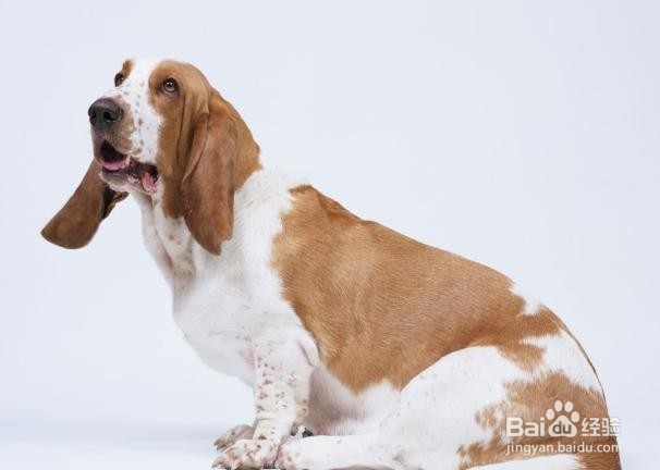 怎样预防痛风的急性发作