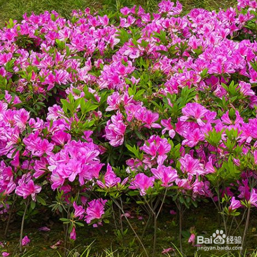 杜鹃花叶子发黄怎么治