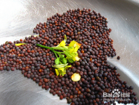 每天都吃蔬菜，它们的种子长什么样，你知道吗？