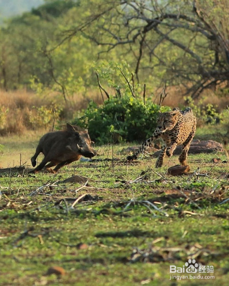 猎豹和欧亚猞猁谁厉害?为什么?