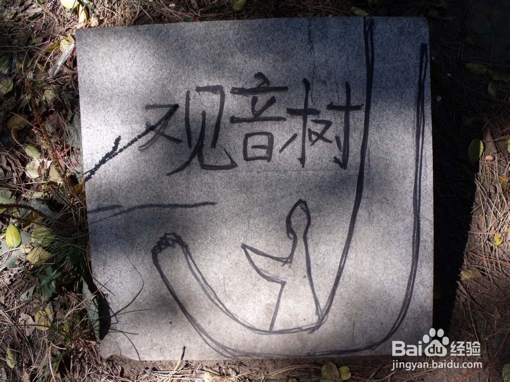 如何探寻沈阳北陵公园的古松群（神树）