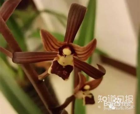 100种兰花品种图鉴，花开瞬间，艳冠群芳！
