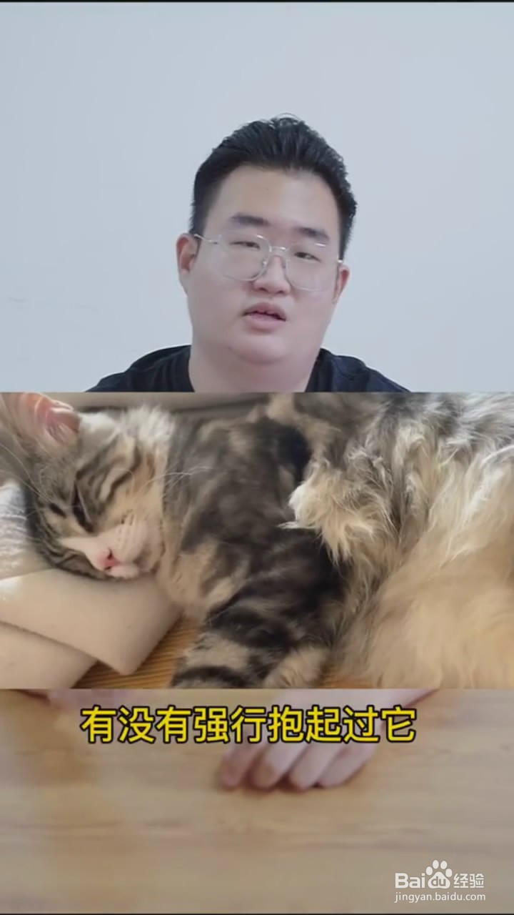 如何判断猫咪是否亲人