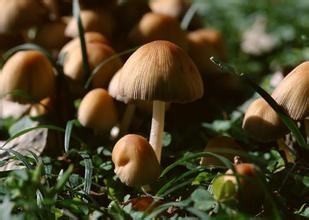 怎样正确的分辨蘑菇