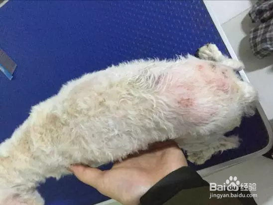 处方犬粮处方狗粮实用病例——皮肤癣菌感染治疗