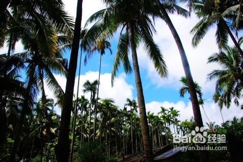 海南椰岛东郊小镇游记