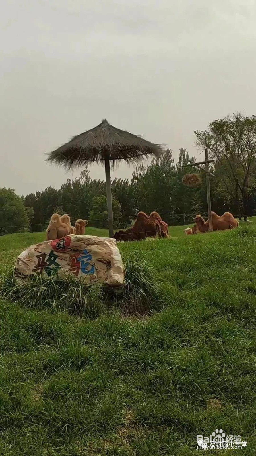 北京野生动物园一日游