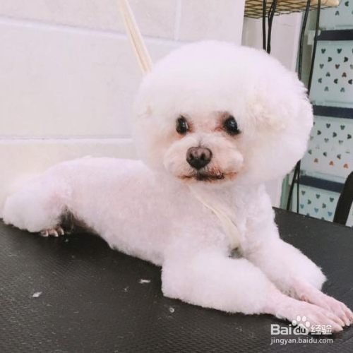 狗狗认主人会怎么样
