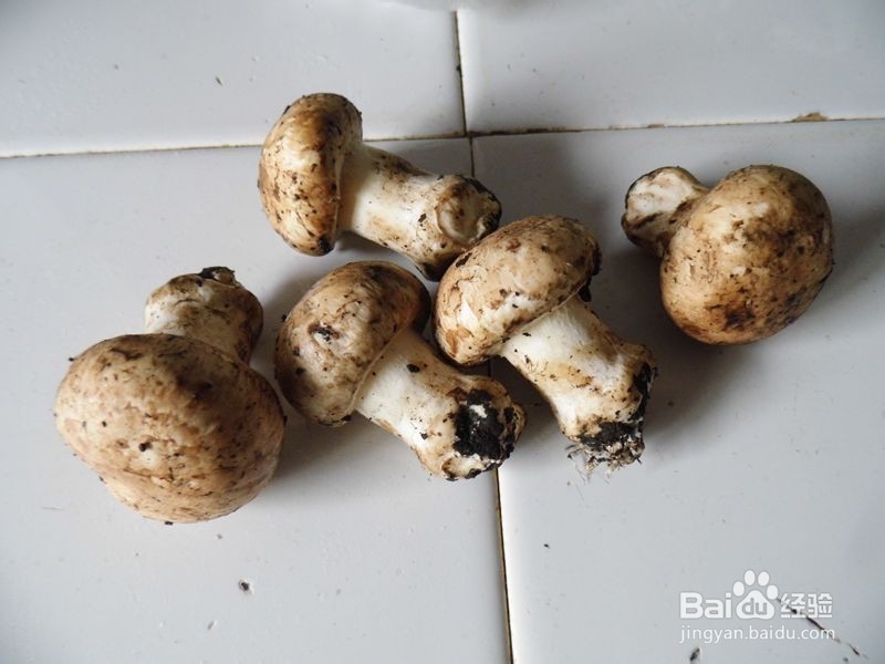 天凉了，吃点肉肉好过冬------口蘑红烧肉