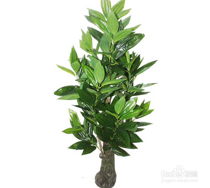 平安树怎么翻土