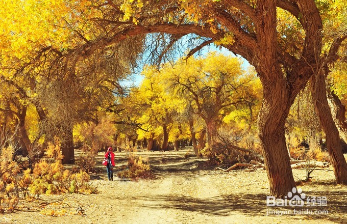 秋天金色胡杨林—额济纳旅游攻略