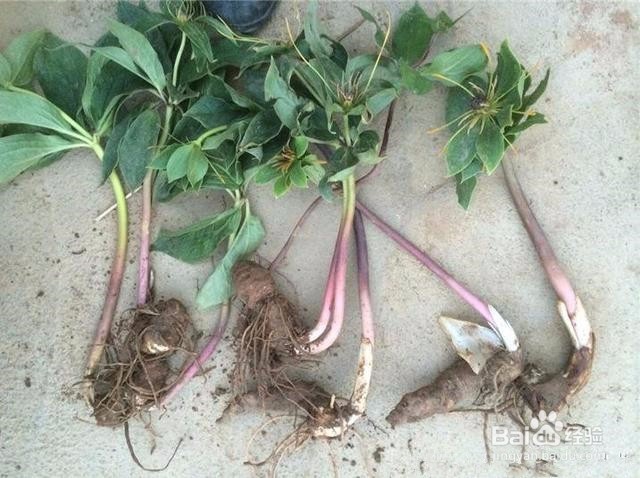 重楼种植技术方法