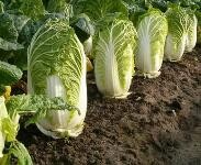 秋季适合种什么菜