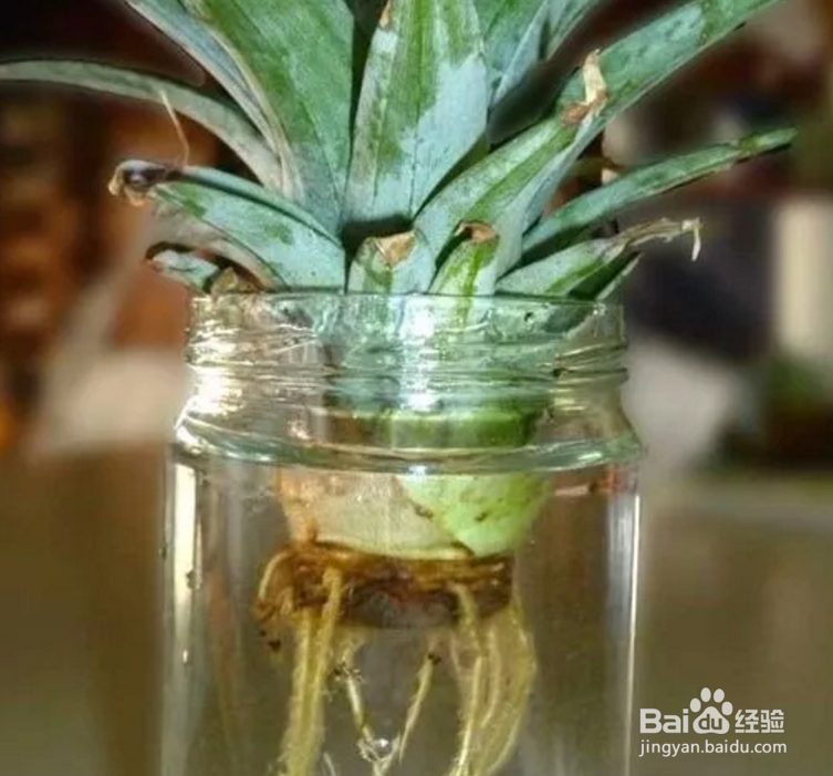 芹菜、菠萝盆栽的制作？