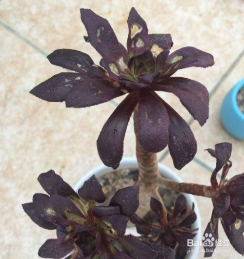 黑发丝植物怎么养