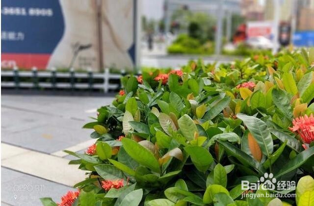 拍照对比：荣耀9与OPPO R11谁更强