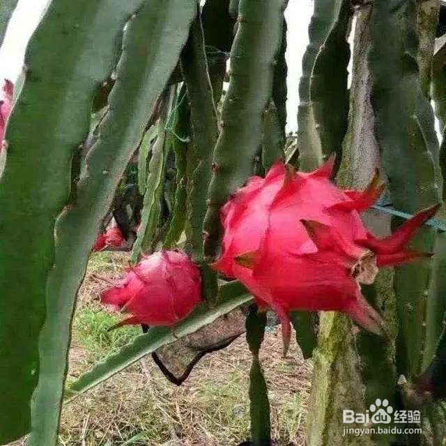 火龙果挖一勺籽，撒土里，长出毛绒绒小森林