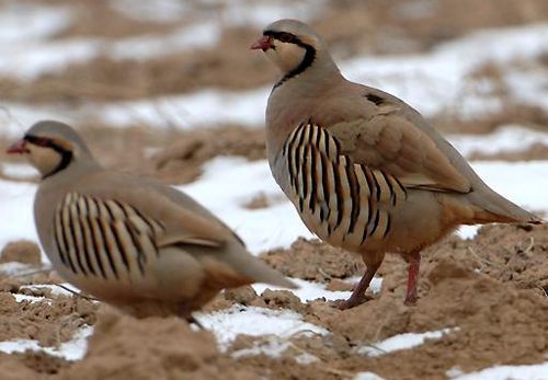 怎样享受三峡美食