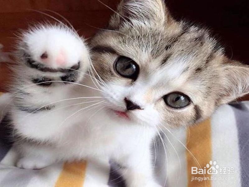 养猫有什么好处呢