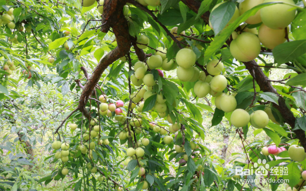 在农村如何增加收益