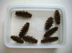 海参没发起来怎么补救