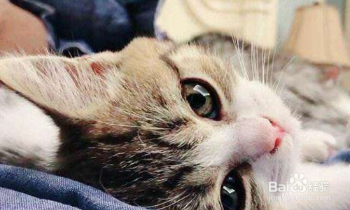 猫咪反复发烧怎么办