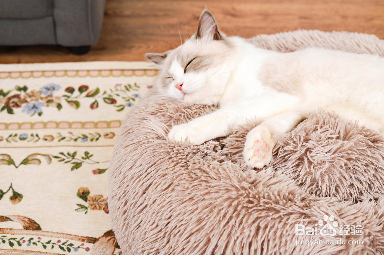 给猫吃卵磷脂还是蛋黄？哪个更能让猫咪美毛？