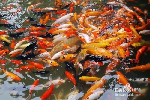 怎么购买具有较高价值的观赏鱼