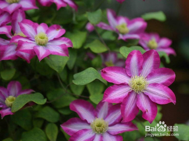 铁线莲用什么办法可以养殖好？