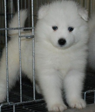 怎样防止被狗咬伤