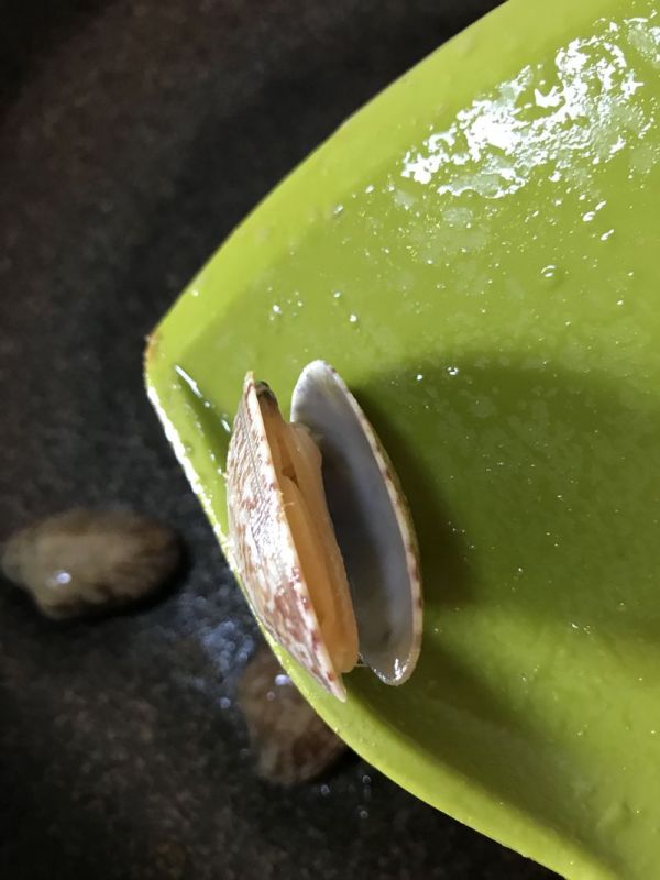 秋葵蛤蜊咖喱炒饭#Lady咖喱#