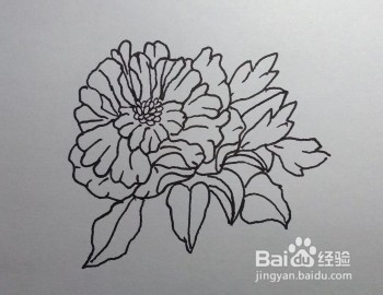 线描画：怎么画石榴花如何画石榴花（步骤）