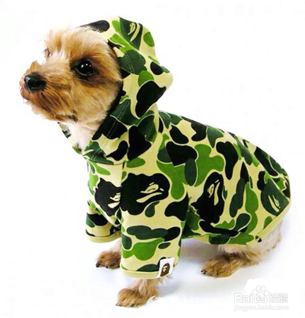 养宠物如何给宠物打扮那些宠物服饰你都知道哪些