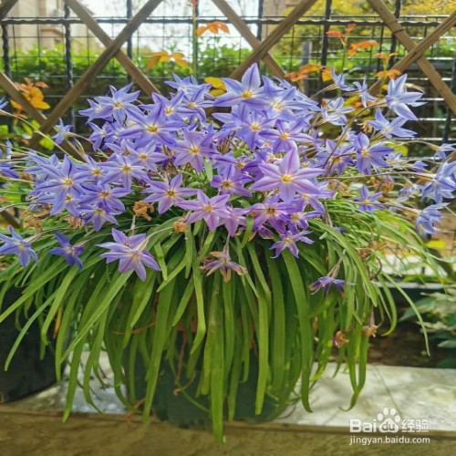 花韭怎么养殖