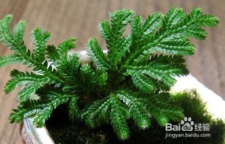 金毛蕨类植物怎么养