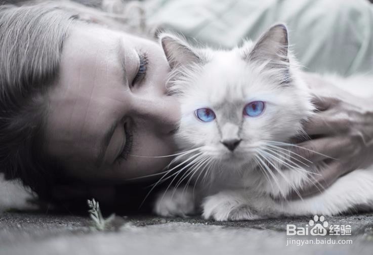 <b>铲屎官百科：猫咪表现友好和示爱的8种方式</b>