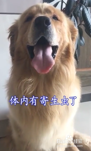 狗狗感染寄生虫有哪些表现及危害?