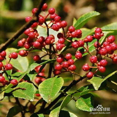 花椒的培育方法和注意事项