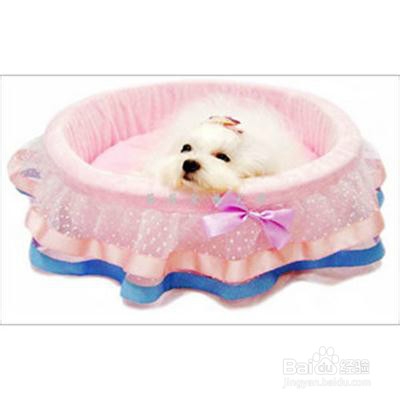 收养流浪狗你需要准备哪些？