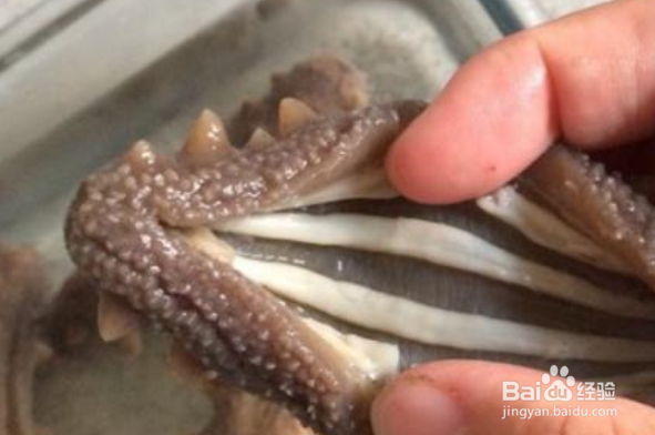 海参小米粥怎么做不腥