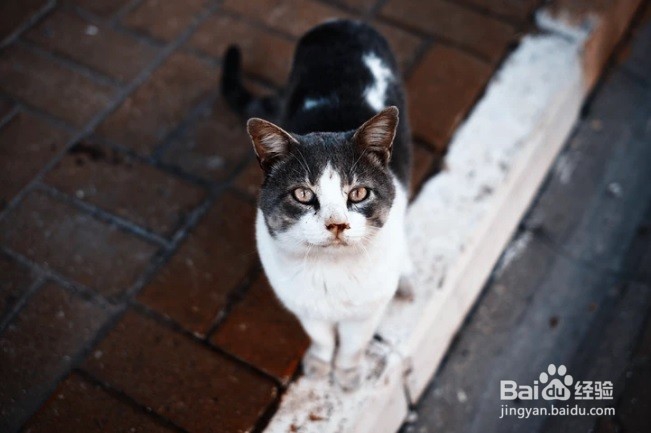 怎么样防止小猫咪咬人