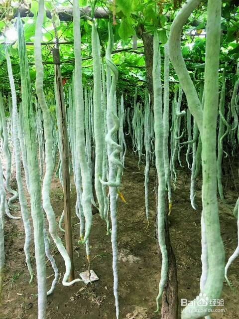 蛇瓜种子如何催芽