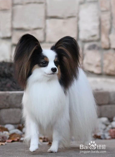 我们爱的狗狗图