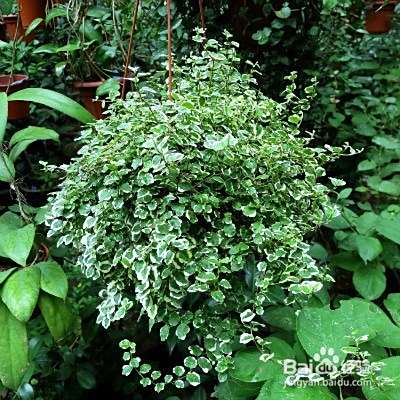 花叶薜荔怎样养殖 百度经验 花叶薜荔怎样养殖 百度经验
